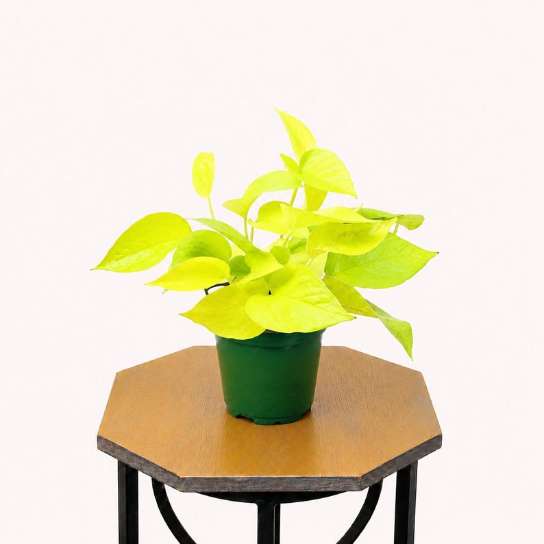 LIVE 4 inch pot Neon Pothos, Indoor trailing plant, Live wall decor, Sympathy gift, Thank you gift for doctor, Fully rooted vine houseplant bild 2