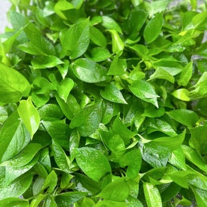 8 PACK LIVE 4 inch pot Jade Pothos Epipremnum Aureum Devils Ivy, Plant lover gift Christmas, Best friend gift, Birthday gift, Wedding decor