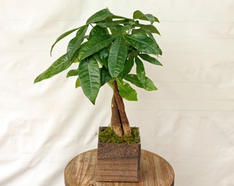 LIVE 5 inch wooden pot Money Tree Pachira Aquatica Good Luck tree Bonsai, Boss Christmas gift, Birthday gift, Mother's day, Thank you gift