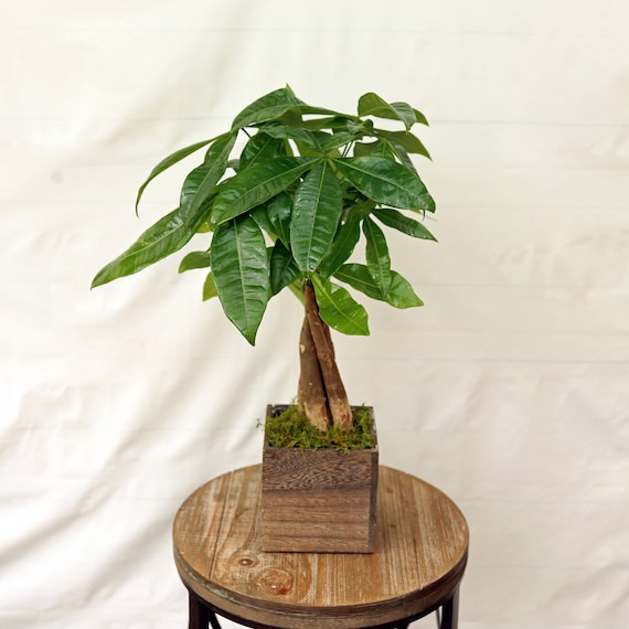 Money tree cheap plant gift