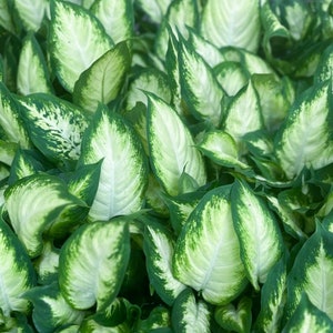 12 PACK LIVE 3 inch pot Dieffenbachia Dumb Cane, Plant lover gift, Birthday gift, Housewarming gift, Gardening gift, Christmas offer