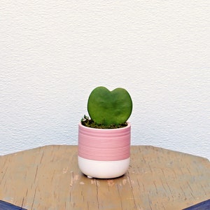 May include: A small heart-shaped plant in a pink and white striped ceramic pot. The plant is sitting on a wooden table.