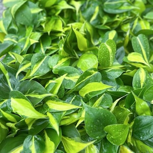 6 PACK LIVE 3 inch pot Brazilian Philodendron Scandens Brazil, Office gift, Christmas doctor gift, Plant lover gift, Thank you grandma gift