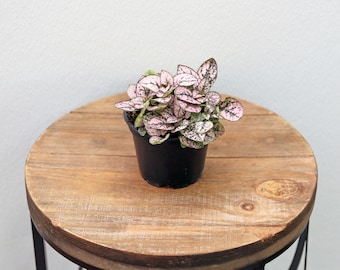 LIVE 4 inch pot Hypoestes, Unique table plant, Small houseplant gift for the home, Indoor variegated potted plant, Pink houseplant