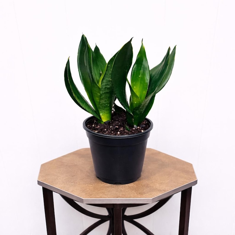 FloridaPlantsGardens Sansevieria Live Plant