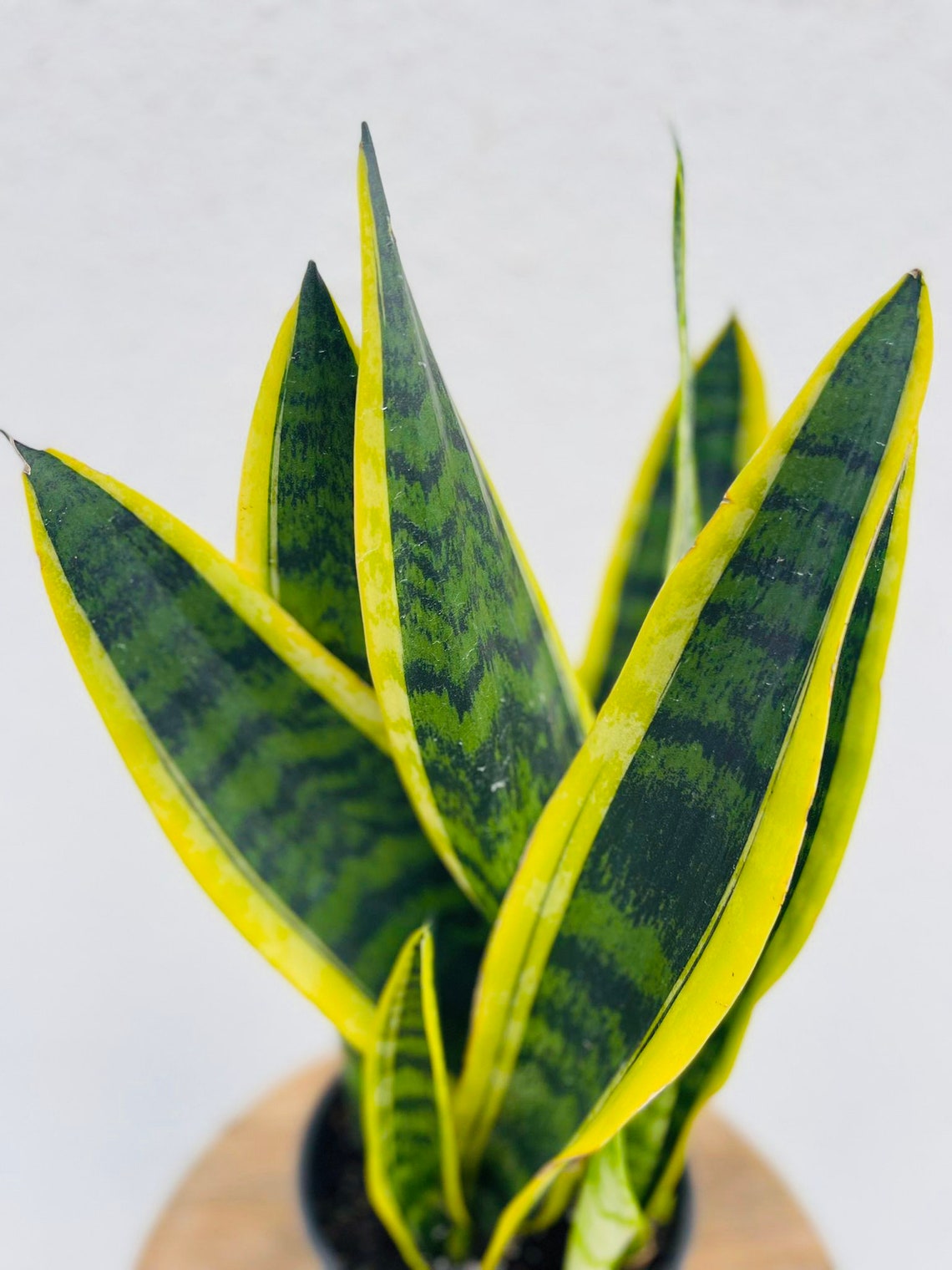 LIVE Sansevieria Snake Plant Zeylanica Robusta Black Coral Etsy