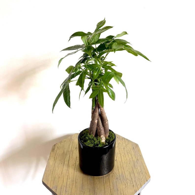 FloridaPlantsGardens Money Tree Pachira Aquatica - Thumbnail 5