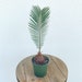 LIVE King Sago Palm Cycad evergreen indoor plant in 4' growers pot 