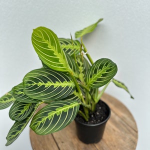 May include: A green and white striped houseplant with large, oval leaves in a black pot.