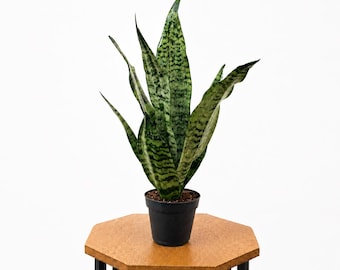 LIVE 4 inch pot Sansevieria Robusta, Snake Plant, Low light houseplant, Potted indoor plant, Office plant coworker gift, Housewarming gift