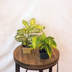 LIVE Combo 3 inch pots Florida Beauty & Brazilian Philodendron, Christmas nurse gift set, Special gift for mom, Trailing indoor potted plant