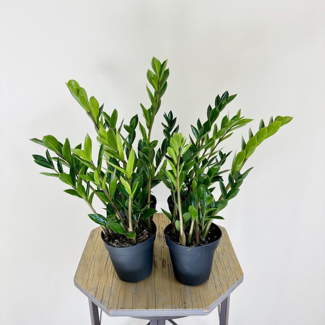 LIVE 4 Combo 4 Inch Pots ZZ Plant Zamioculcas Zamiifolia, Good