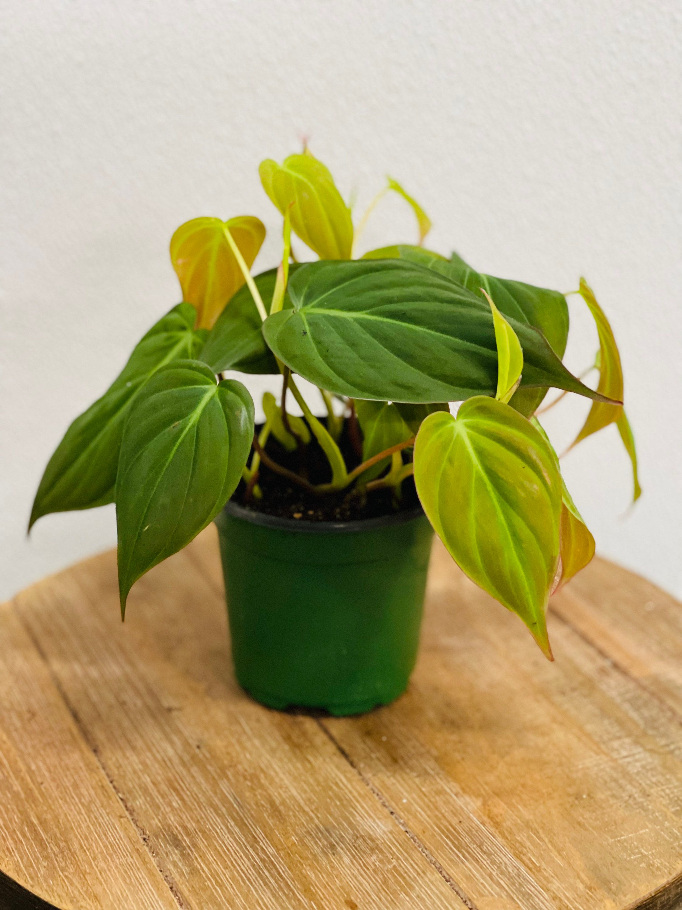 LIVE Philodendron Micans Philo Mican evergreen houseplant in Etsy