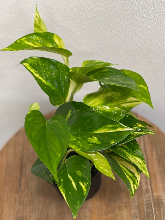 4 PACK LIVE 4 Inch Pot Golden Pothos Devil's Ivy, Live Wall Decor, Trailing  Indoor Plant, Thank You Doctor Gift, Sympathy Gift, Gift for Her - Etsy