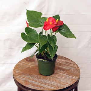 LIVE 5 inch pot Anthurium Dutch, Blooming flowering houseplant, Birthday gift, Valentine's gift, Christmas gift, Housewarming gift plant