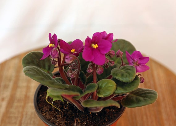 African violet Lucky Ladybug live plant in pot African violet Lucky Ladybug live plant in pot