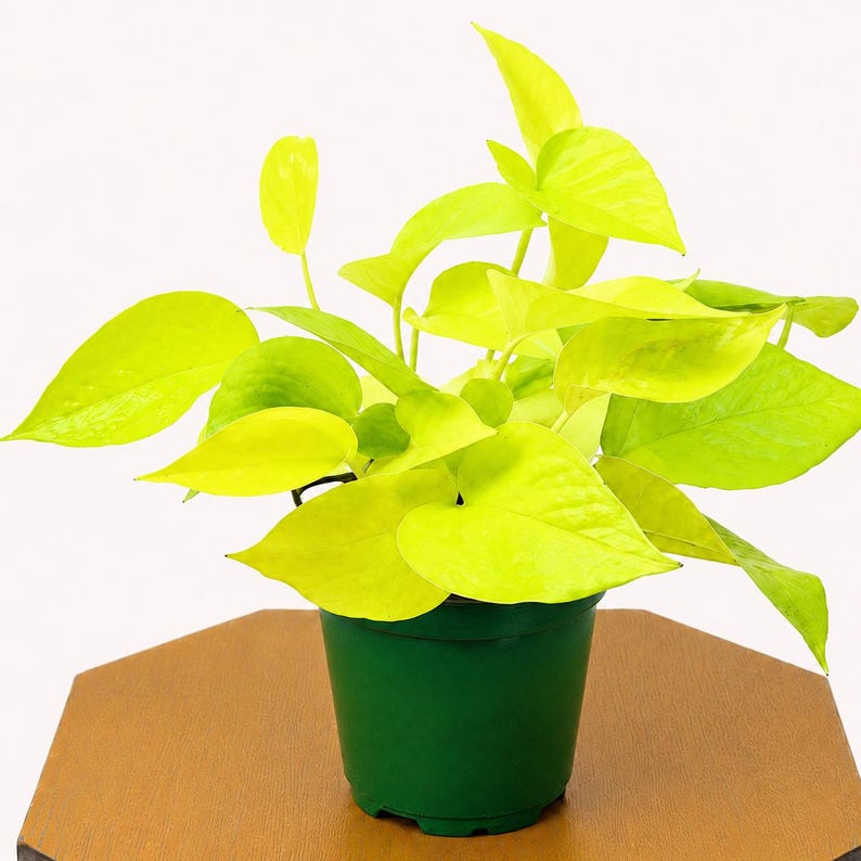 LIVE 4 inch pot Neon Pothos, Indoor trailing plant, Live wall decor, Sympathy gift, Thank you gift for doctor, Fully rooted vine houseplant bild 5