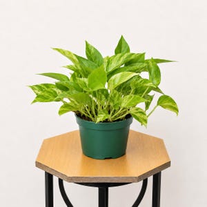K&ouml;nnte beinhalten: Eine Topfpflanze, Pothos, mit leuchtend gr&uuml;nen und gelb gesprenkelten Bl&auml;ttern. Die Pflanze steht in einem dunkelgr&uuml;nen Plastiktopf auf einem kleinen, sechseckigen Holztisch mit schwarzen Metallbeinen. Der Hintergrund ist wei&szlig;.