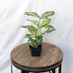 LIVE 3 inch pot Florida Beauty Golddust Spoted-Leaf Dracaena Surculosa, Teacher Christmas gift, Variegated houseplant, Small rooted plant