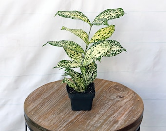 LIVE 3 inch pot Florida Beauty Golddust Spoted-Leaf Dracaena Surculosa, Teacher Christmas gift, Variegated houseplant, Small rooted plant