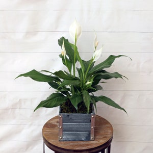 LIVE 6 inch wooden pot Spathiphyllum Peace Lily, Blooming houseplant, Wedding decor, Housewarming couples gift, Birthday gift for girlfriend image 1