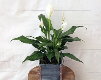 LIVE 6 inch wooden pot Spathiphyllum Peace Lily, Blooming houseplant, Wedding decor, Housewarming couples gift, Birthday gift for girlfriend