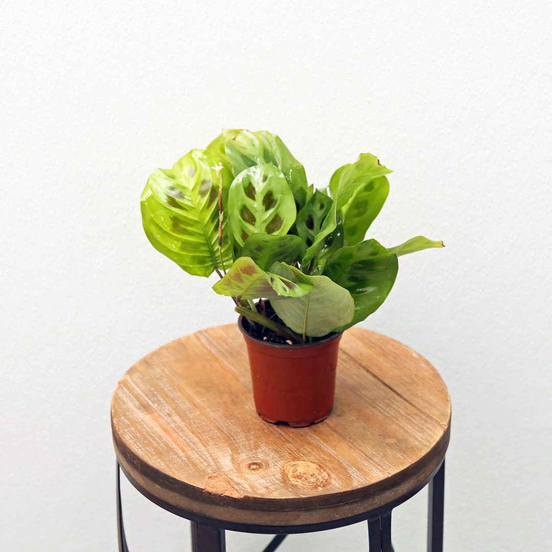 LIVE 4 Inch Pot Green Maranta Prayer Plant, Trailing Indoor Potted