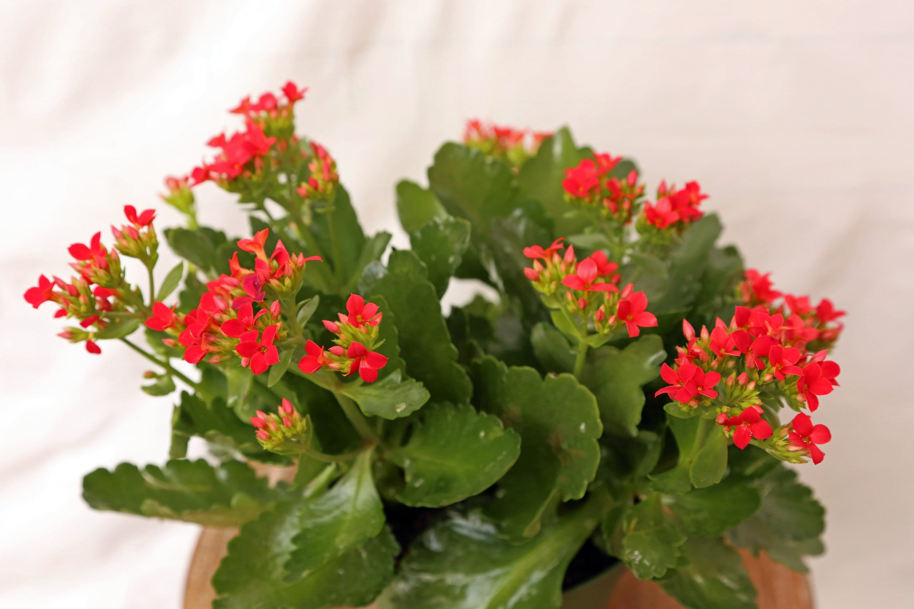 LIVE Kalanchoe blooming plant beautiful indoor houseplant in Etsy