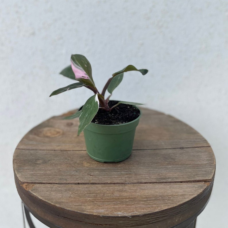 LIVE Philodendron Pink Princess Philo Princess RARE Evergreen Etsy