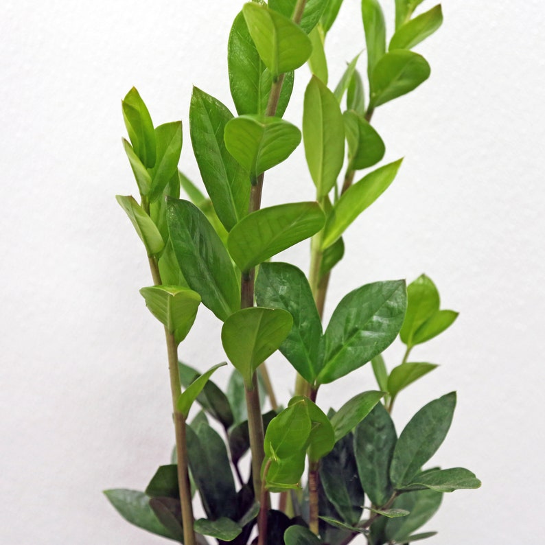 best cheap buy LIVE ZZ Plant Zamioculcas Zamiifolia