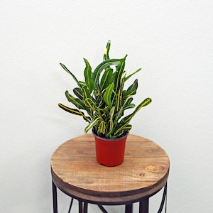 LIVE 4 inch pot Banana Croton Codiaeum Joseph’s Coat, Bushy office plant, Pet memorial gift, Valentine&#39;s gift, Mother&#39;s day, Birthday gift