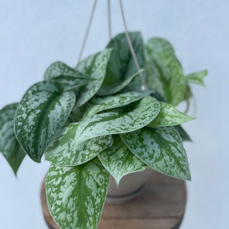 FloridaPlantsGardens Scindapsus Pictus - Thumbnail 4