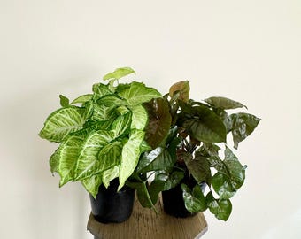 buy pineapple plant near me Ornamental Pineapple Plants for Sale