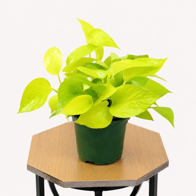 LIVE 4 inch pot Neon Pothos, Indoor trailing plant, Live wall decor, Sympathy gift, Thank you gift for doctor, Fully rooted vine houseplant bild 4