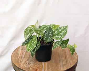 LIVE 4 inch pot Silver Satin Silvery Ann Scindapsus Pictus, Variegated trailing houseplant, Teacher gift christmas, Mom dad birthday gift