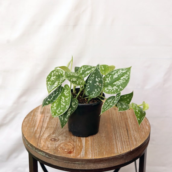 pothos lifespan Golden Pothos Plant Care - How to Grow Epipremnum aureum