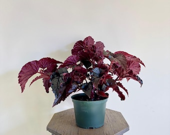 Begonia Dainty Spray Sport Variegated - Etsy