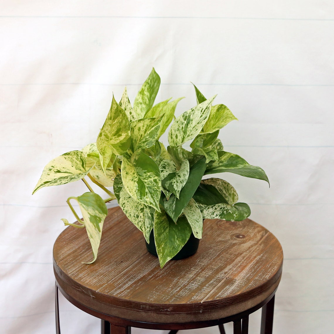 LIVE Marble Queen Pothos variegated indoor vine plant in Etsy