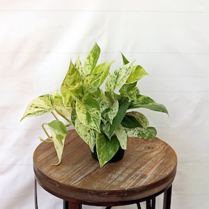 LIVE 4 inch pot Marble Queen Pothos, Variegated indoor vine plant, Family christmas gift, Mother's day gift, Gardening gift, Plant dad gift