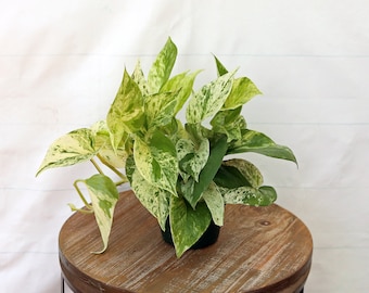 LIVE 4 inch pot Marble Queen Pothos, Variegated indoor vine plant, Family christmas gift, Mother's day gift, Gardening gift, Plant dad gift