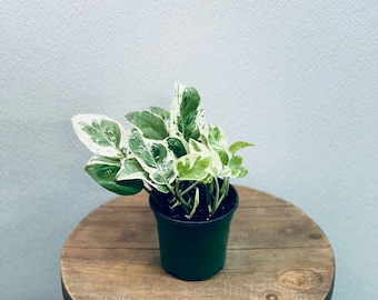 LIVE 4 inch pot Pearls 'n Jade Pothos Variegated indoor vine plant, Grief gift, Sympathy gift, Office gift for coworker, Housewarming gift