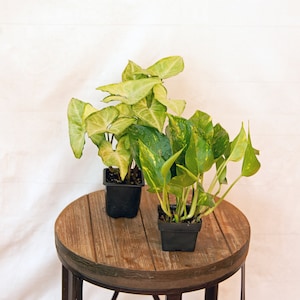 LIVE Combo 3 inch pots White Butterfly Syngonium Arrowhead & Golden Pothos, Christmas gift, Mothers day, Mom birthday gift, Grandparent gift