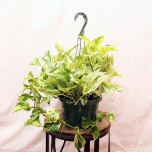 Panier suspendu LIVE de 20 cm en marbre Queen Pothos, Vigne d'intérieur panachée, Cadeau de pendaison de crémaillère, Plante rampante, Cadeau d'anniversaire, Fête des pères