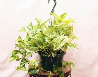 LIVE 8 inch hanging basket Marble Queen Pothos, Variegated indoor vine plant, Housewarming gift, Trailing plant, Birthday gift, Father's day