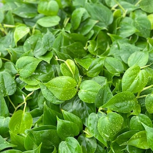 May include: Close-up of a lush green plant with many leaves. The leaves are covered in small water droplets, giving the plant a fresh and dewy appearance.