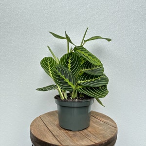 LIVE 6 Inch Pot Lemon Maranta, Prayer Plant, Rare Maranta, Evergreen ...