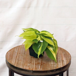 LIVE 3 inch pot Brazilian Philodendron Scandens Brazil, Variegated fully rooted indoor plant, Live decoration, Birthday giftfor best friend