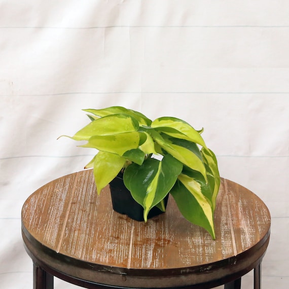 ficus plant ikea Ficus microcarpa 'Ginseng' main image 1