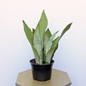May include: A potted snake plant with long, upright, pale green leaves with darker green edges. The plant is in a black plastic pot, sitting on a light brown wooden surface. The background is a plain white wall.