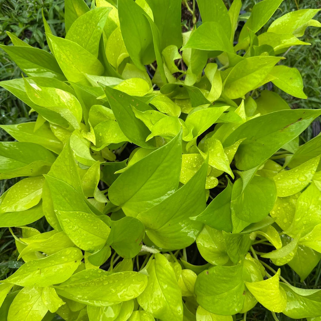 8 PACK LIVE 4 Inch Pot Neon Pothos Bundle, Bright Lime Green Vine ...